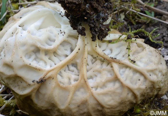 Helvella calycina