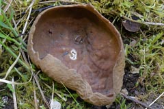 Helvella calycina