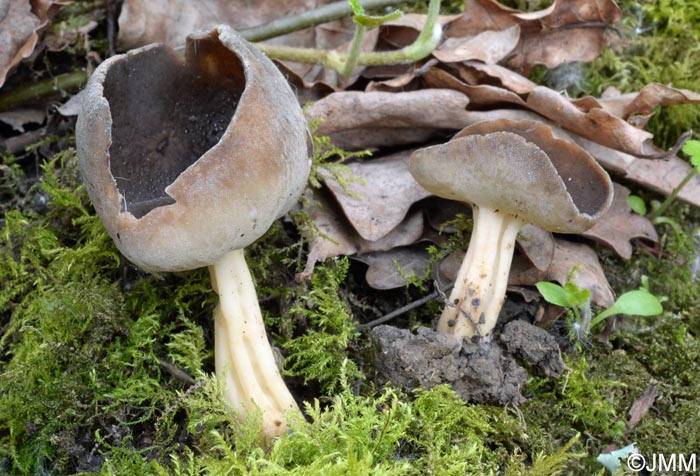 Helvella solitaria = Helvella queletii