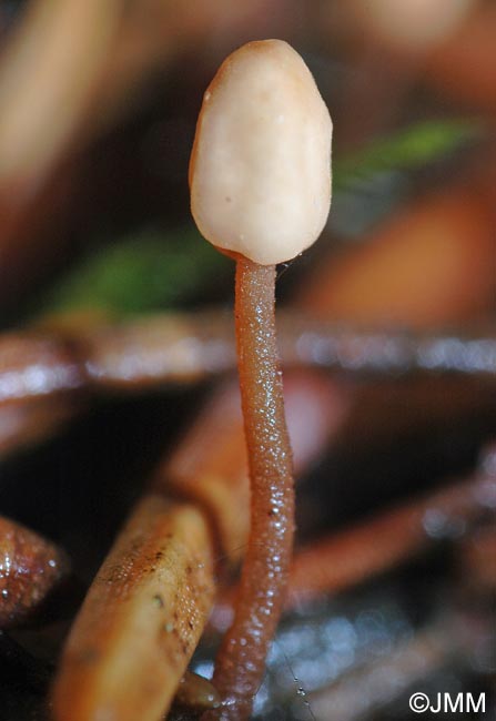 Heyderia cucullata = Heyderia abietis