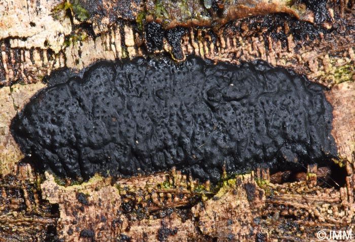 Biscogniauxia mediterranea = Hypoxylon mediterraneum