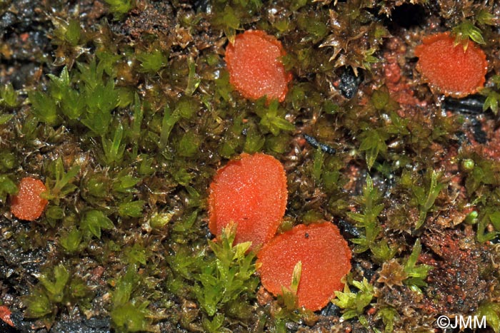 Lamprospora carbonicola = Octospora carbonicola