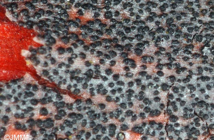 Leptospora rubella