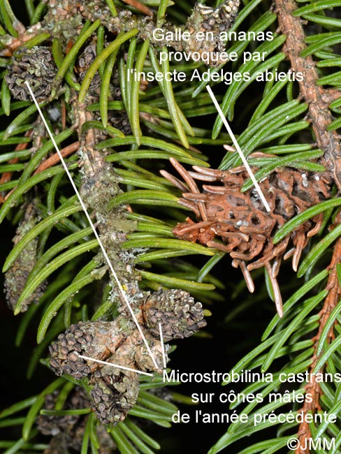 Microstrobilinia castrans & Adelges abietis sur Picea abies