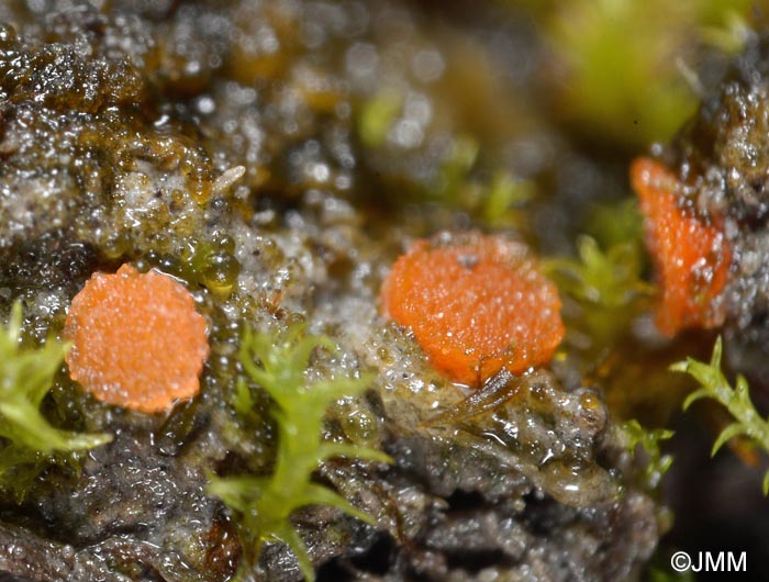 Octospora miniata