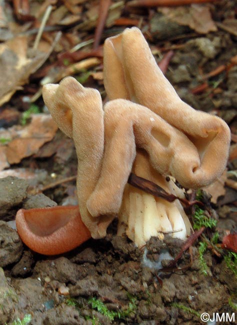 Peziza badiofusca & Helvella crispa