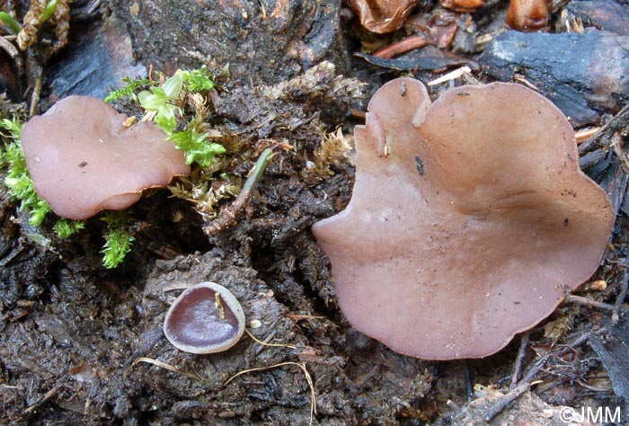 Peziza exogelatinosa = Daleomyces exogelatinosus