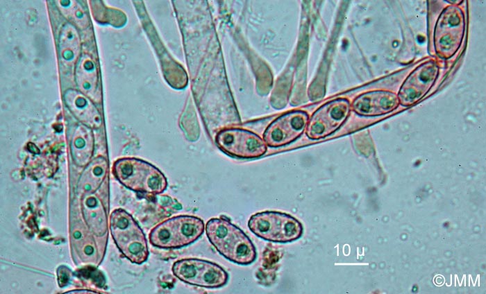Peziza exogelatinosa = Daleomyces exogelatinosus : microscopie