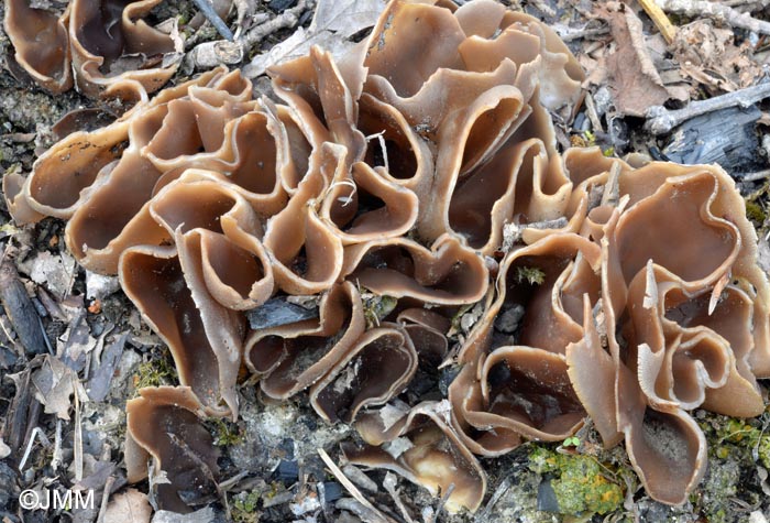 Peziza petersii = Daleomyces petersii