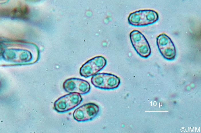 Peziza petersii = Daleomyces petersii