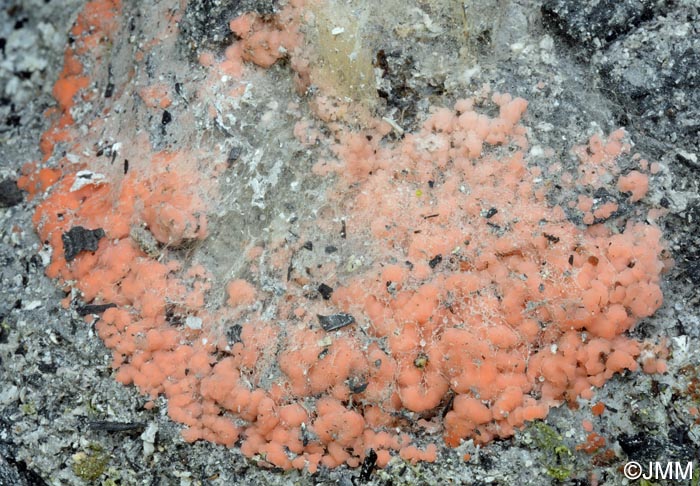 Pyronema domesticum