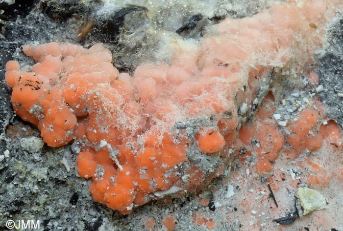 Pyronema domesticum