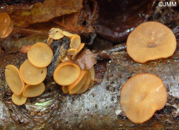 Rutstroemia firma
