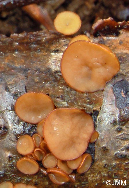 Rutstroemia firma