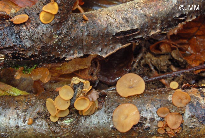Rutstroemia firma