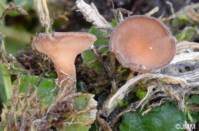 Sclerotinia trifoliorum