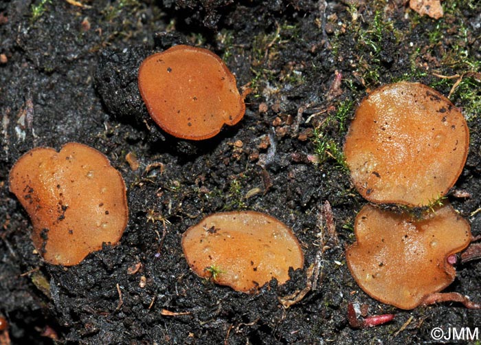 Sphaerosporella brunnea = Trichophaea brunnea