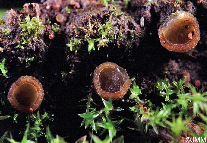 Sphaerosporella brunnea = Trichophaea brunnea