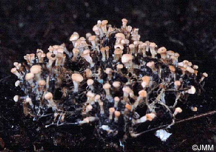 Stilbella fimetaria = Stilbella erythrocephala