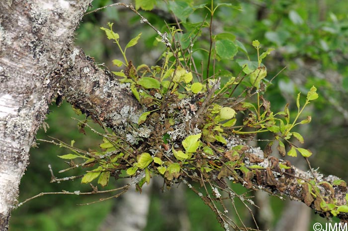 Taphrina betulina