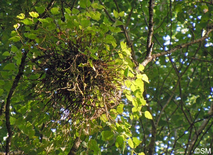 Taphrina betulina