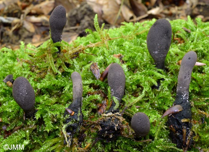 Xylaria flabelliformis