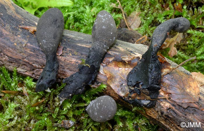 Xylaria flabelliformis