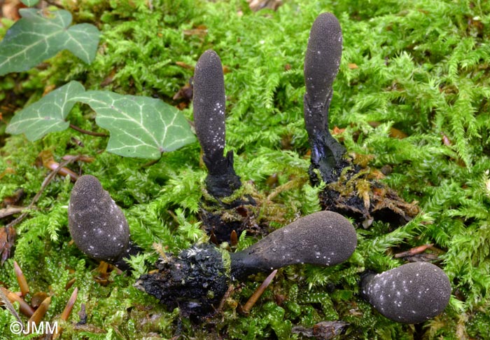 Xylaria flabelliformis