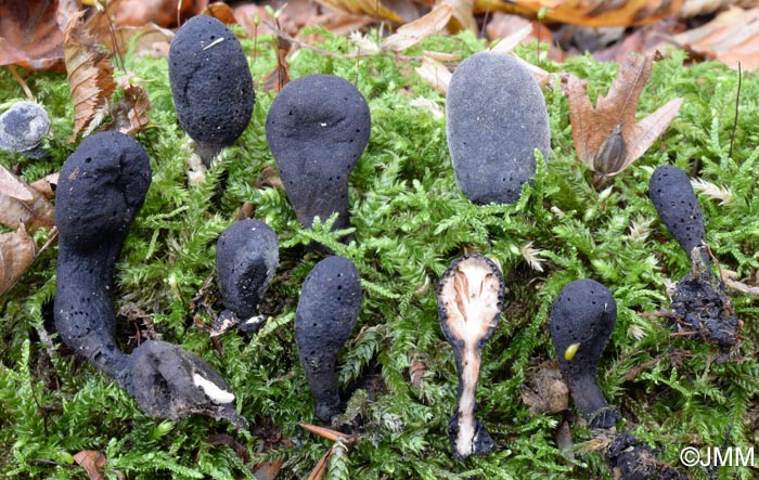 Xylaria flabelliformis