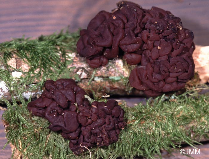 Ascotremella faginea