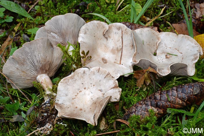 Atractosporocybe inornata