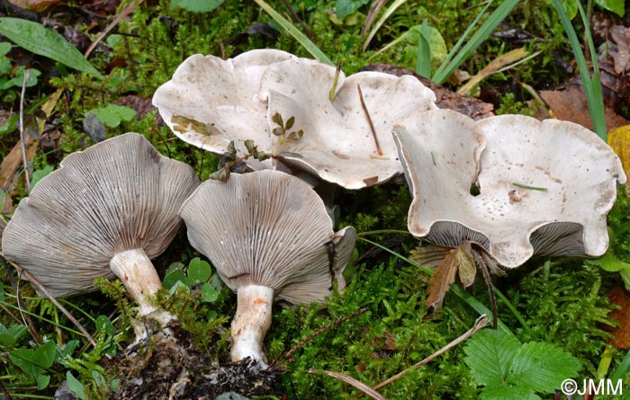 Atractosporocybe inornata