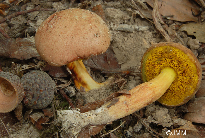 Aureoboletus gentilis