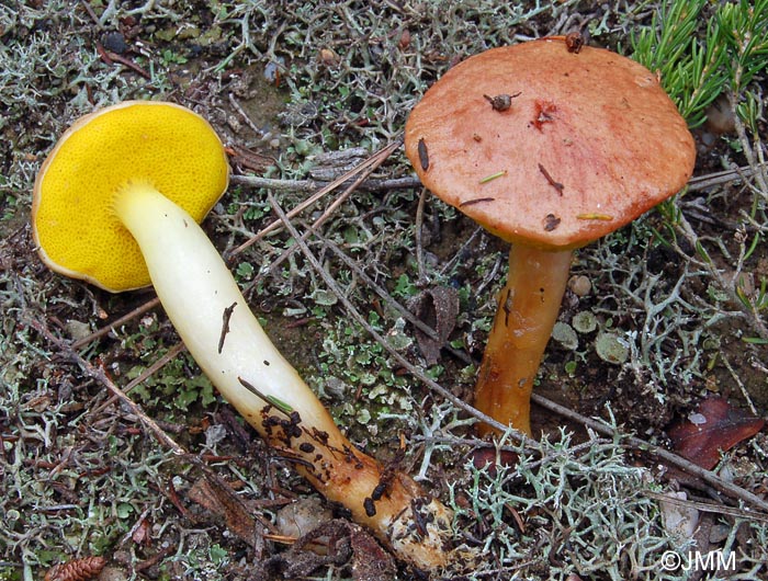 Aureoboletus gentilis