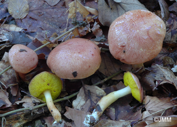 Aureoboletus gentilis