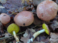 Aureoboletus gentilis