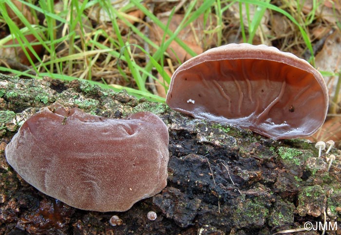 Auricularia auricula-judae