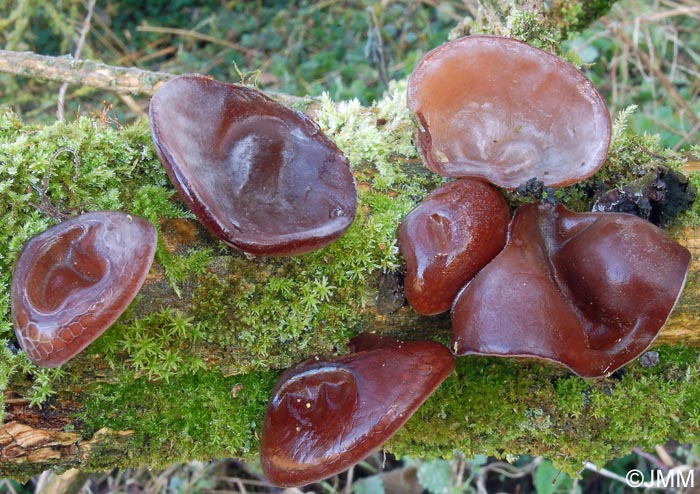 Auricularia auricula-judae