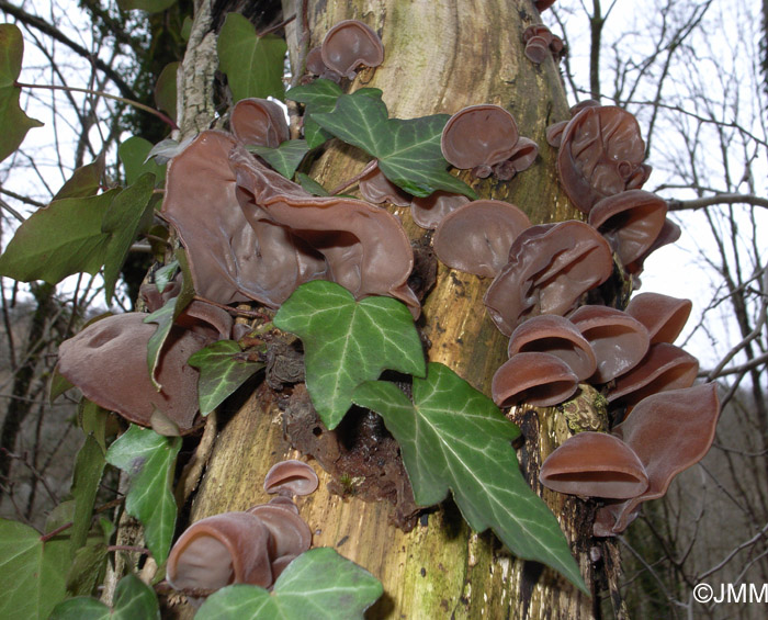 Auricularia auricula-judae