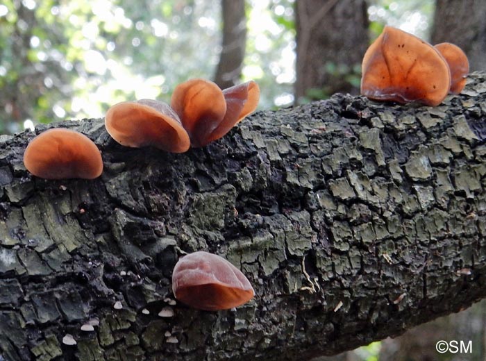 Auricularia auricula-judae