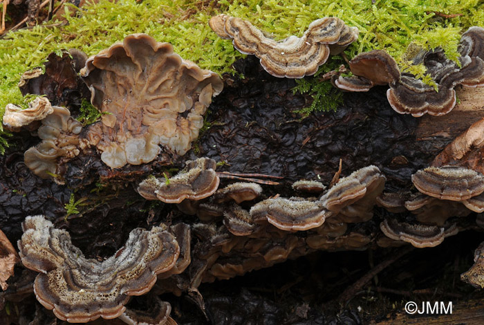 Auricularia mesenterica