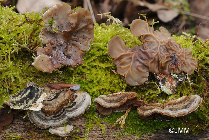 Auricularia mesenterica