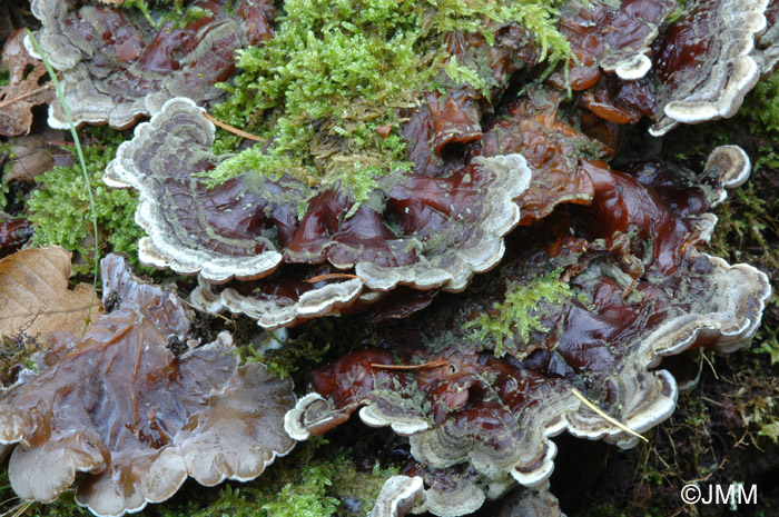 Auricularia mesenterica