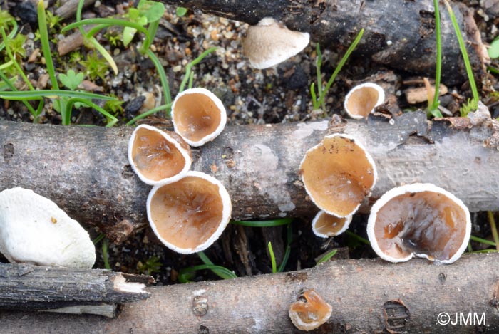 Schizophyllum amplum = Auriculariopsis ampla