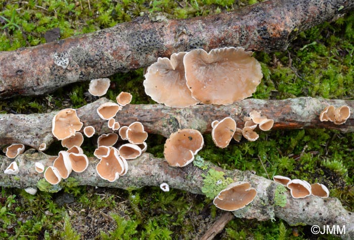 Schizophyllum amplum = Auriculariopsis ampla