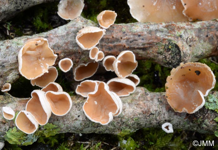 Schizophyllum amplum = Auriculariopsis ampla