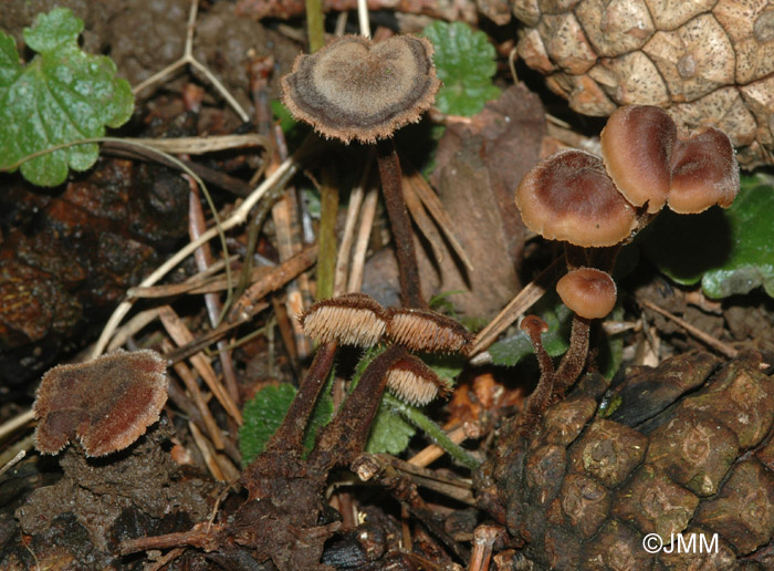 Auriscalpium vulgare