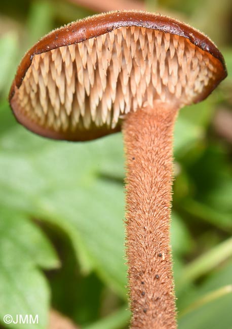 Auriscalpium vulgare