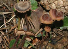 Auriscalpium vulgare