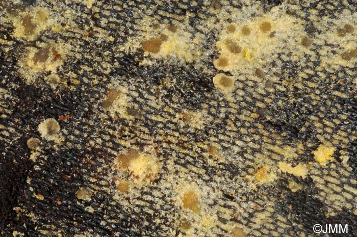 Bactridium flavum